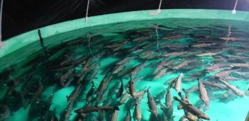 What’s New in Aquaculture: UBC Update May 2022